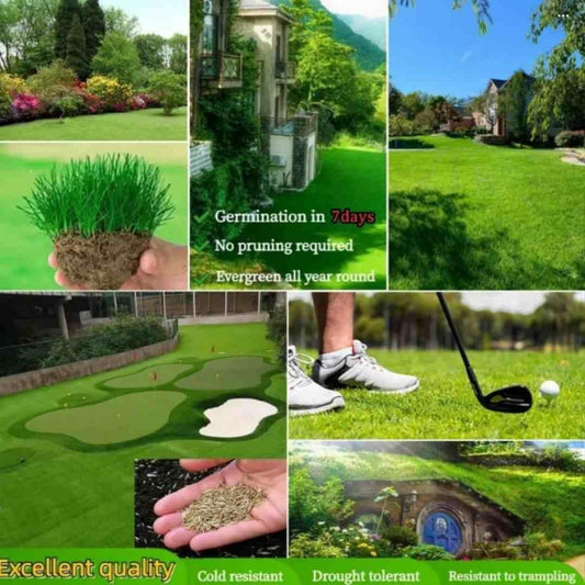 Grass Seeds Hybrid Best For Your Beautiful Home Gardening (250g)