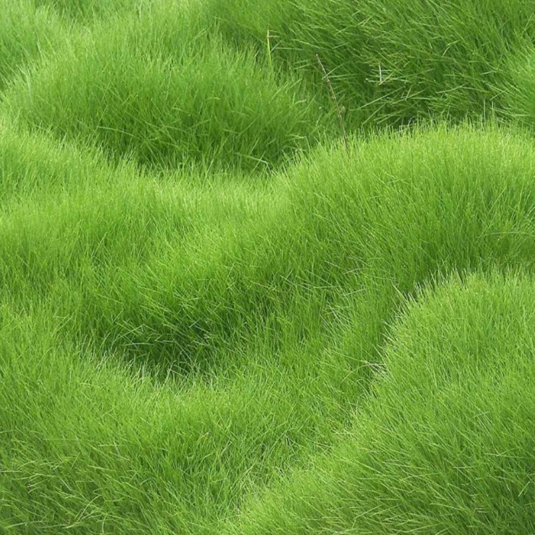 Grass Seeds Hybrid Best For Your Beautiful Home Gardening (250g)