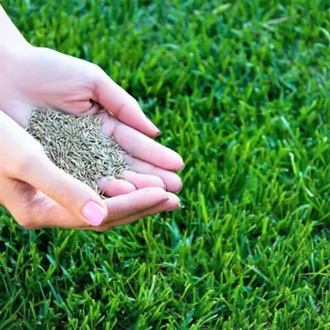 Grass Seeds Hybrid Best For Your Beautiful Home Gardening (250g)