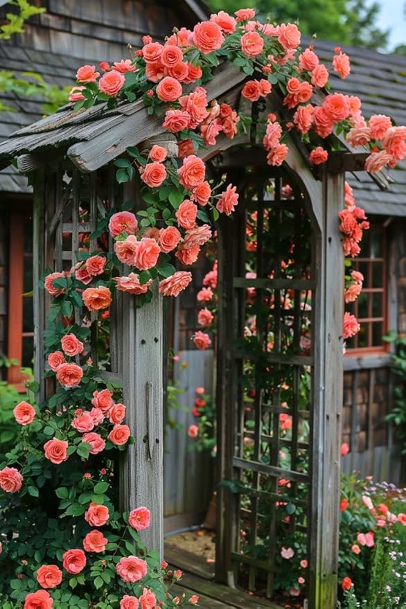 Elegant Climbing Rose Flower Seeds